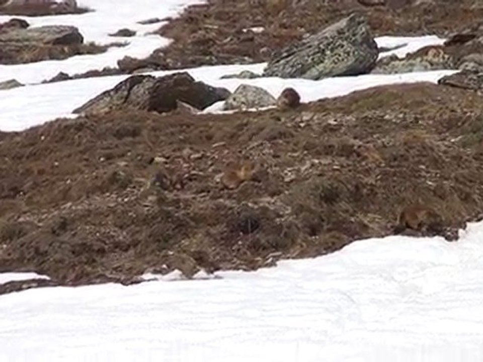 jeu de marmottes