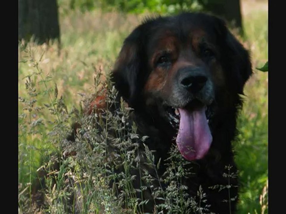 Robin, le leonberg pirate