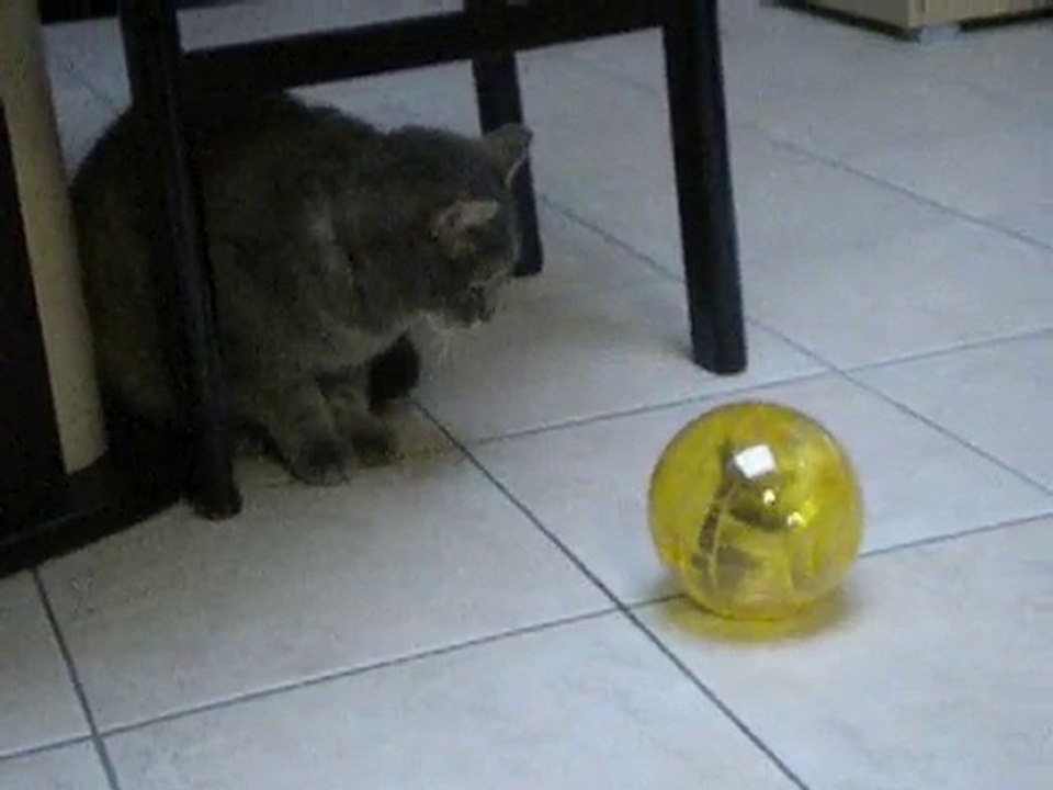 pikachu le chat et chipie l'hamster dans sa boule