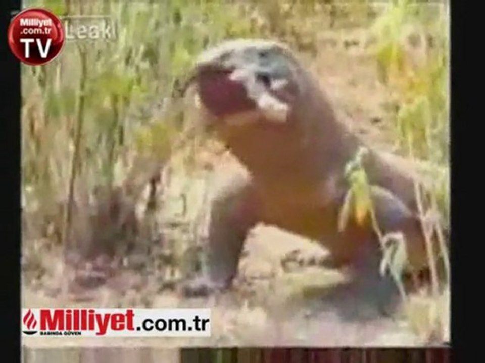 Ejder koca domuzu böyle yuttu