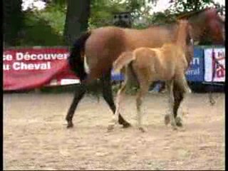 ALCHIMIE DE LOJOU par Apache d'Adriers et Esmeralada Kervec