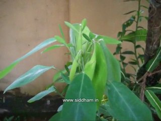 Medicinal Plants (Desmodium gyrans) Siddha Medicine