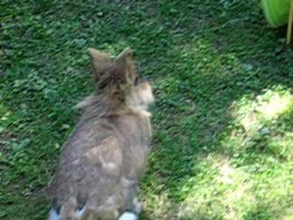 Kaninchen Kiel Juli 06 007