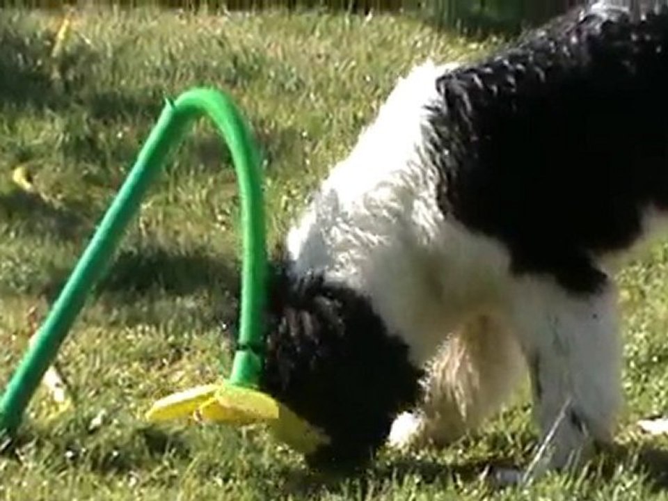 2010 4 juin Jeu avec fleur d'eau