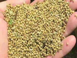 Video Lose Weight Quick Diet Plans