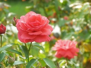 В Киеве выращивают новые сорта роз