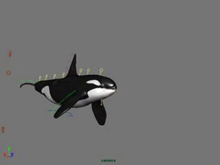 Orca Swim Test
