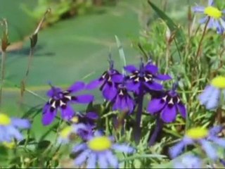 PRZYRODA-KWIATY