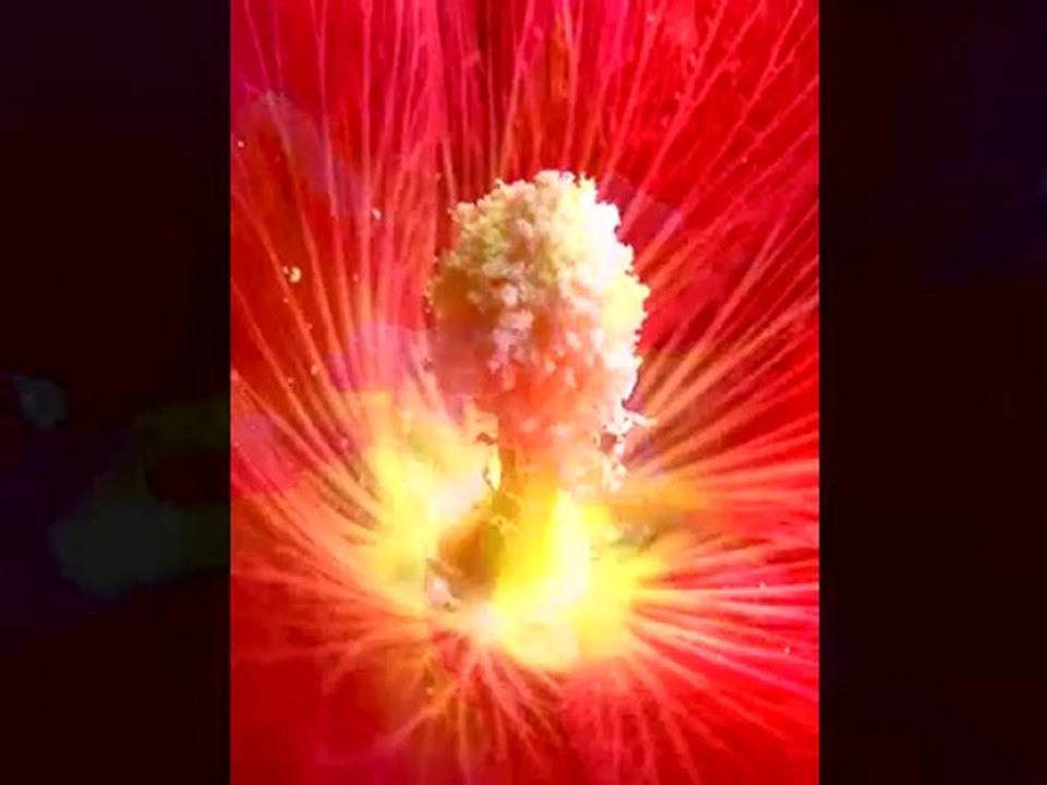 Lovely Flower Pictures
