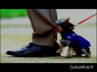 Le chien de Mamie chope les boules !