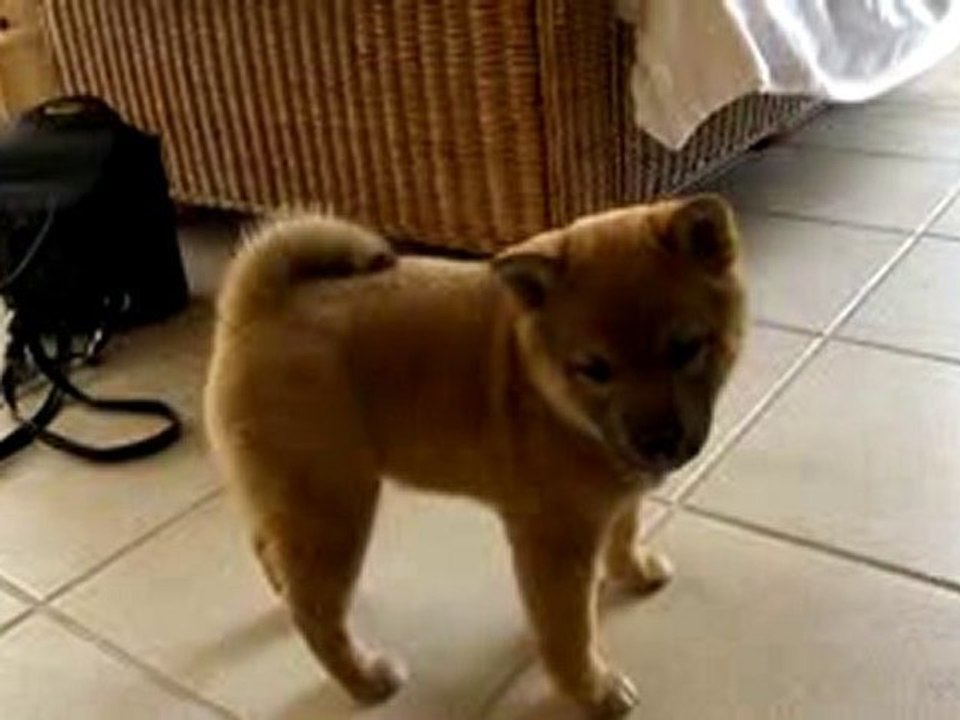 2ième essai zoé vs Fisca