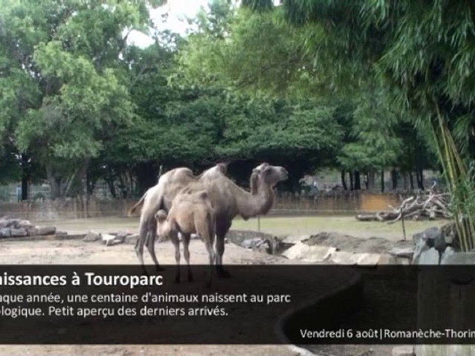 Naissances à Touroparc