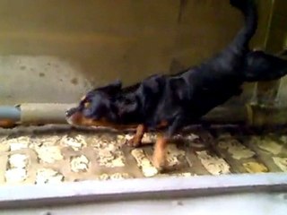 Rottweiller fou d une gouttiere