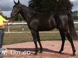 Lot 60 présenté par le haras du Mézeray