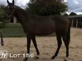 Lot 156 présenté par le haras du Mézeray