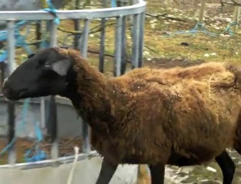 Issigeacois : 50 brebis tuées en un an