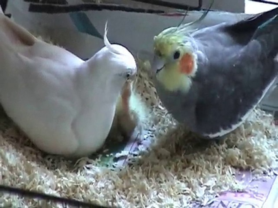 Calopsittes EAM et petits