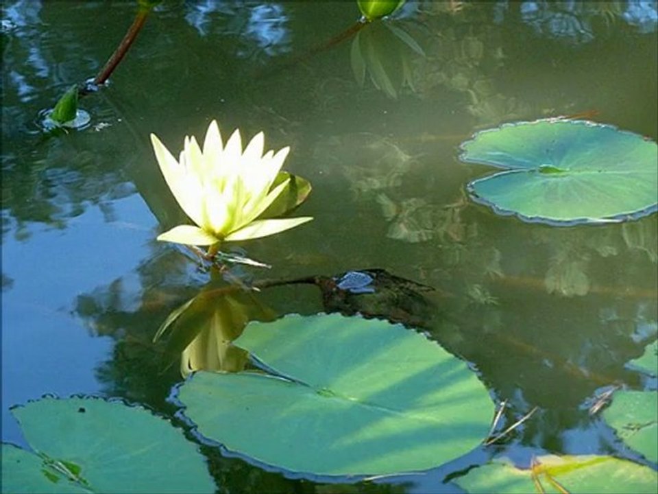 Başuna kara puşi / Vira Cemal
