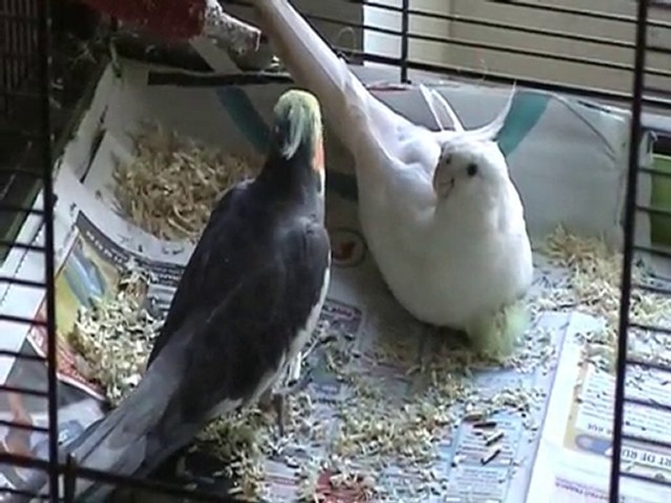 Calopsittes EAM et perruchon