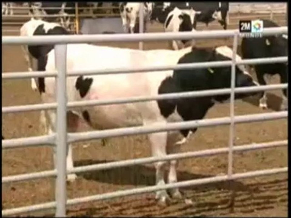 Maroc en Mouvement 2/3