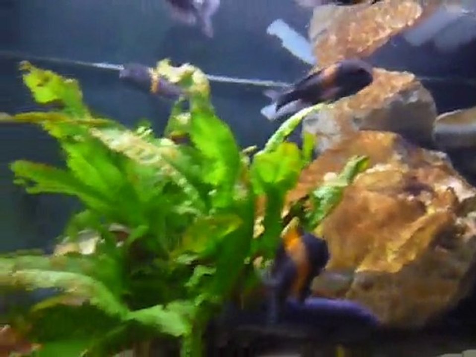 aquarium tanga