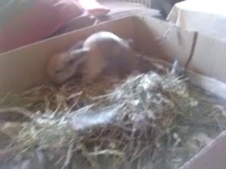 Les Bébés d'Eidy et Liu Xing à 15 jours !