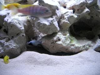 Pseudotropheus polit lion's cove