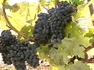 Une fille japonaise à CHATEAU LES ORMES SORBET [1]