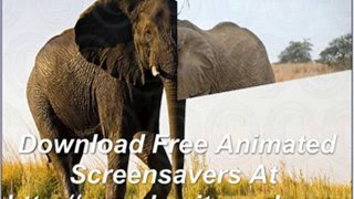 Download Free Animated Elephants Screensavers