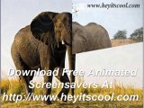 Download Free Animated Elephants Screensavers