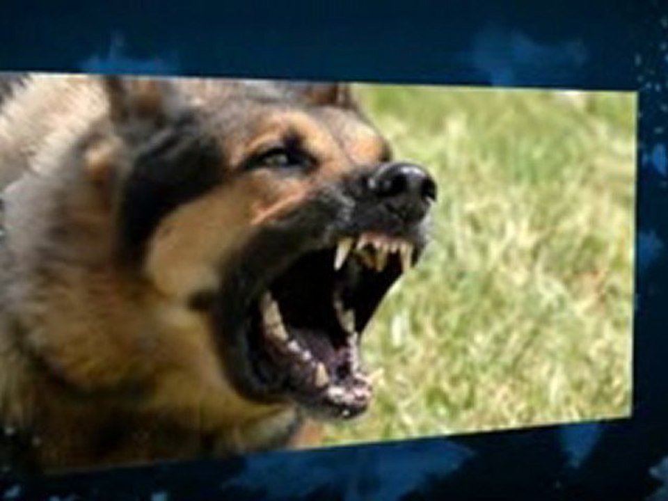 PetSafe Outdoor Ultrasonic Bark Deterrent