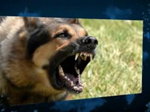 PetSafe Outdoor Ultrasonic Bark Deterrent