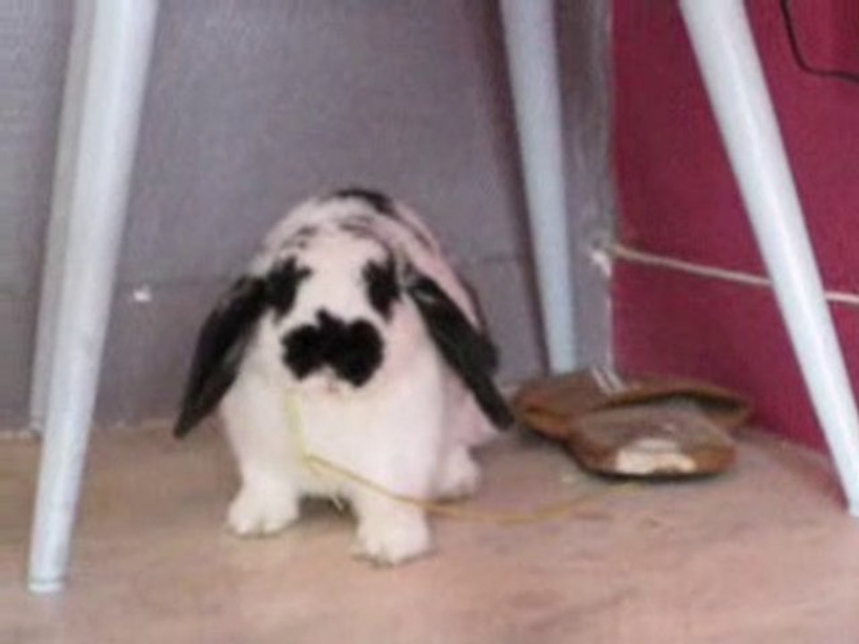 clochette est la voleuse de foin