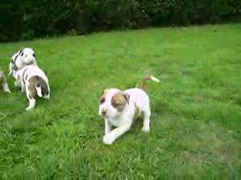 vidéo du 07 08 2010 des B.B à 5 semaines ...