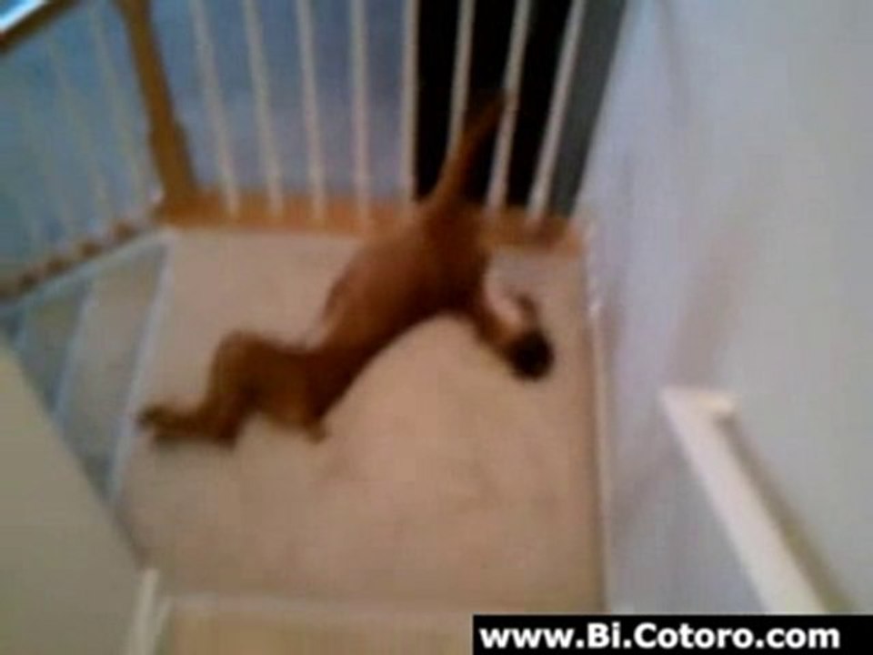Boxer Wake Up Ritual