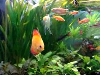 aquarium communautaire eau douce