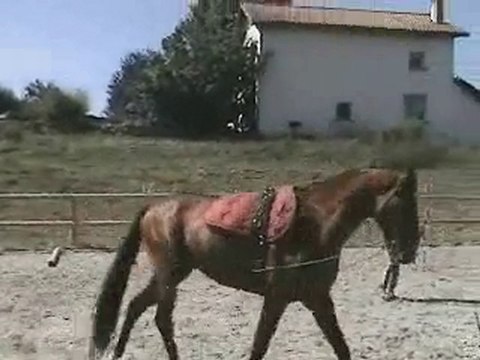 marieke vistoso seance longe3 jours 5