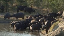 safari.tv diary - 12 June 2010
