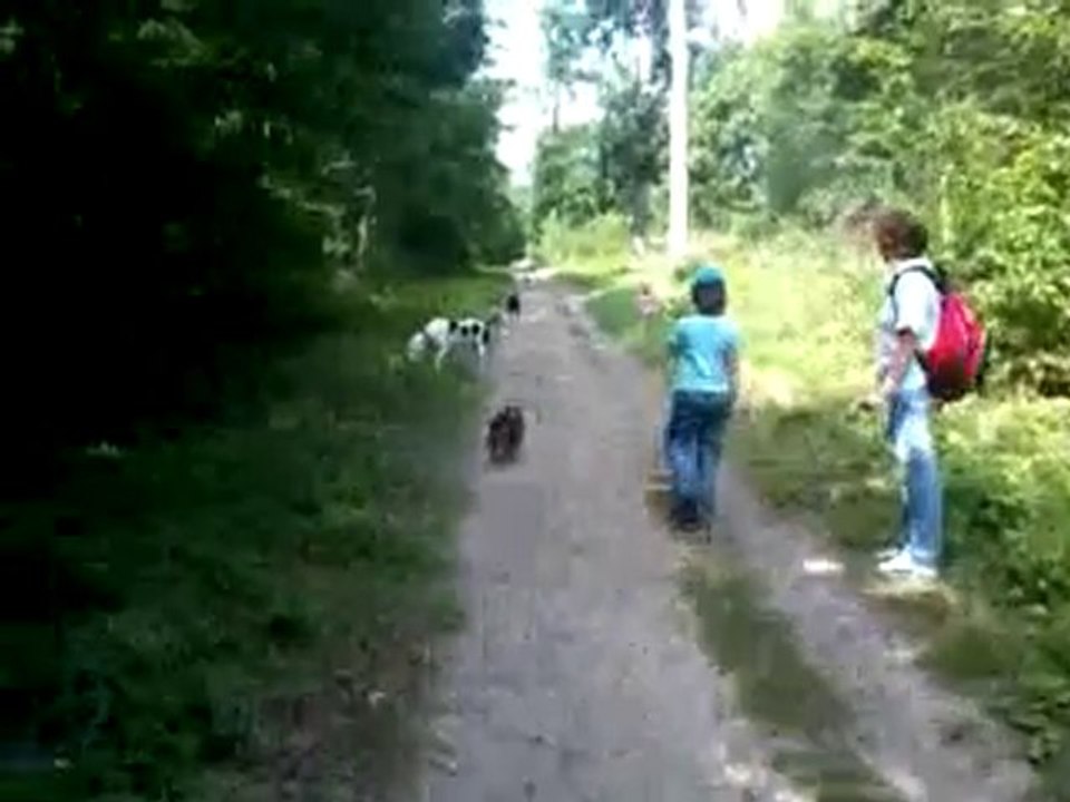 Run en foret...