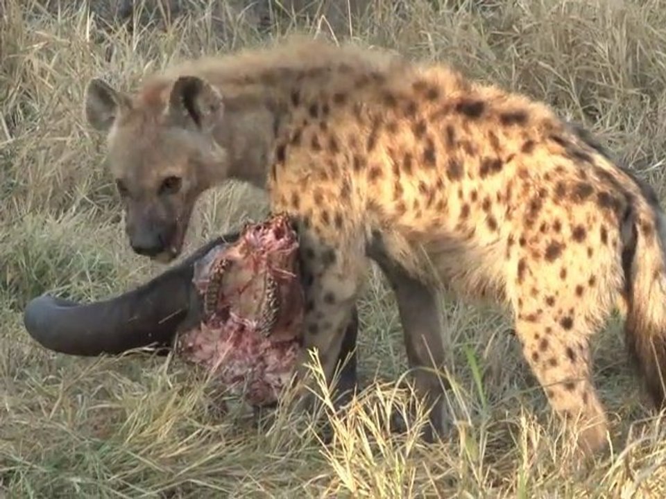 safari.tv diary - 23 June 2010