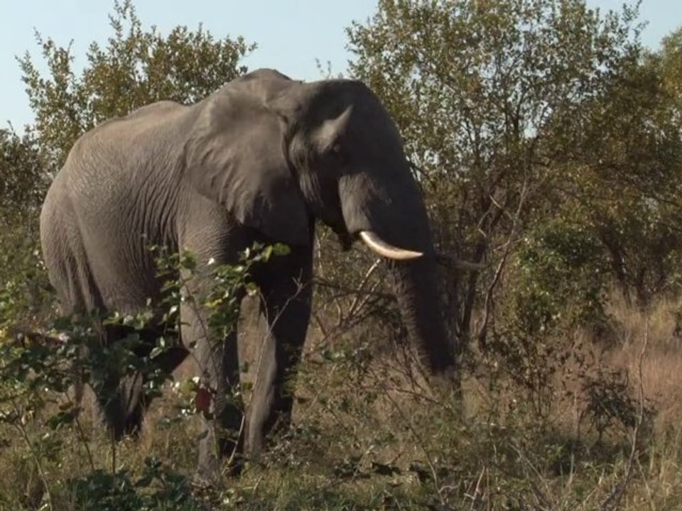safari.tv diary - 24 June 2010