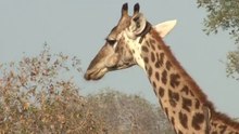 safari.tv diary - 25 June 2010