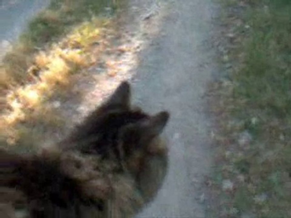 Les vacances de Calinou