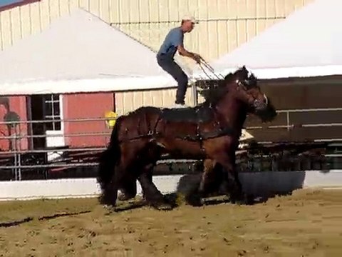 Poste hongroise avec des Traits Ardennais