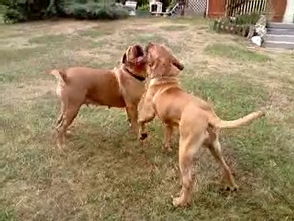 Arrivée d'Elmut des pas de tacite