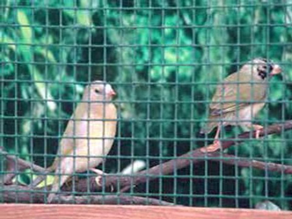gouldian film