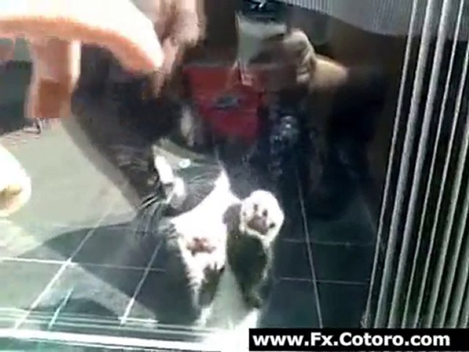 Kitten Cant Figure Out Glass Door