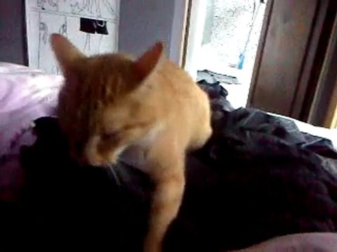 Le Chat Violeur de vêtements ^^ partie 1