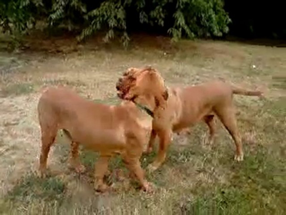 Elmut des pas de tacite / Alesia des Molosses du couronnais2