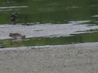 sarcelles d'hiver, Anas crecca - Eurasian Teal